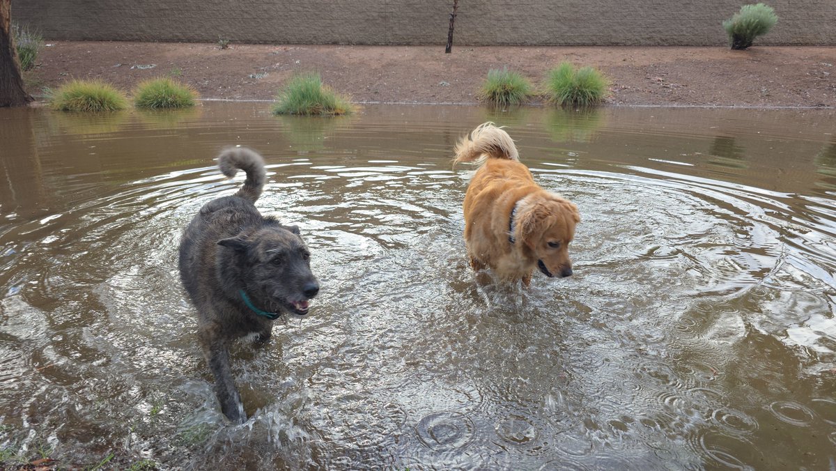 Becca_Furnish's tweet photo. Got 1.12 inches of rain this morning in Surprise, AZ...
.24 of that fell in 8 mins time...
The parks by my house became swimming pools 🤣🤣
Theres a sidewalk under my two pups!
#stormchasingdogs
#azwx #flooding @NWSPhoenix @drhenz_wx https://t.co/joskRau66Q