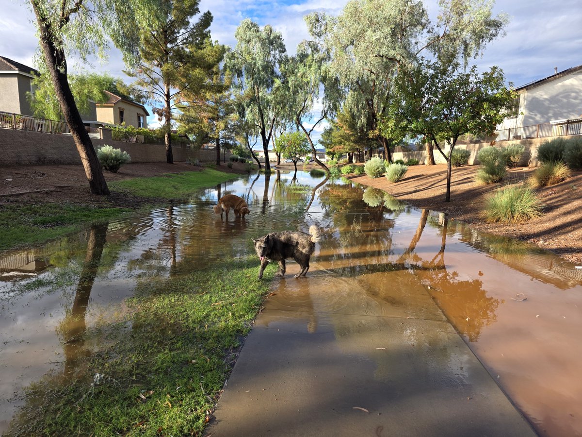 Becca_Furnish's tweet photo. Got 1.12 inches of rain this morning in Surprise, AZ...
.24 of that fell in 8 mins time...
The parks by my house became swimming pools 🤣🤣
Theres a sidewalk under my two pups!
#stormchasingdogs
#azwx #flooding @NWSPhoenix @drhenz_wx https://t.co/joskRau66Q