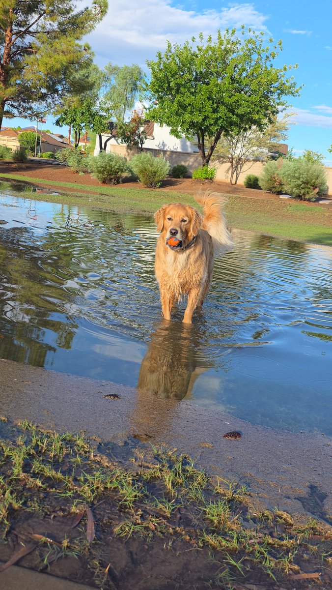 Becca_Furnish's tweet photo. Got 1.12 inches of rain this morning in Surprise, AZ...
.24 of that fell in 8 mins time...
The parks by my house became swimming pools 🤣🤣
Theres a sidewalk under my two pups!
#stormchasingdogs
#azwx #flooding @NWSPhoenix @drhenz_wx https://t.co/joskRau66Q
