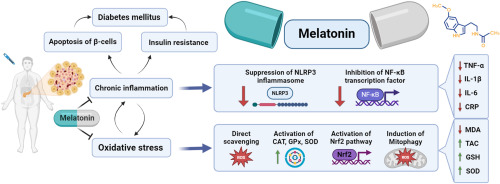 siimland's tweet photo. Melatonin beyond sleep

Melatonin at larger doses (10 mg/day) has been seen to lower inflammatory markers, like CRP and TNF-alpha, in clinical trials.

Doses of 10 mg/day have also been seen to improve cardiometabolic risk factors like blood pressure, cholesterol, and blood sugar.

Meta-analyses on the topic:

Inflammation: https://t.co/62N9M9wUje

https://t.co/oBs9D7PGUY

Cardiometabolic risk factors: https://t.co/cF2WaFp0cr