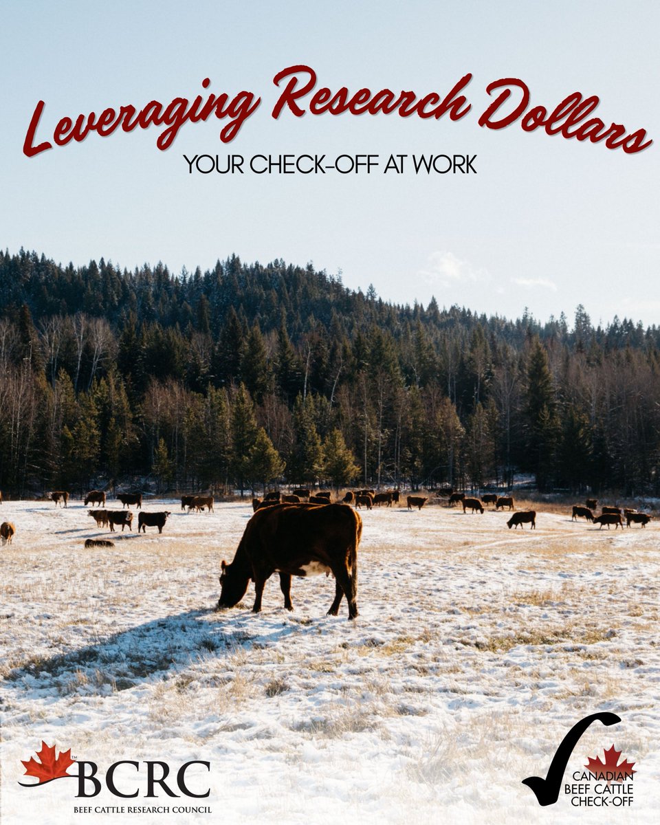 cdnbeefcheckoff's tweet photo. An average $0.66 from every $2.50 check-off went to @BeefResearch  in 2025/26. Those dollars helped leverage another $4.97M in research funding plus $89K in-kind. https://t.co/gHPbUzIFXl