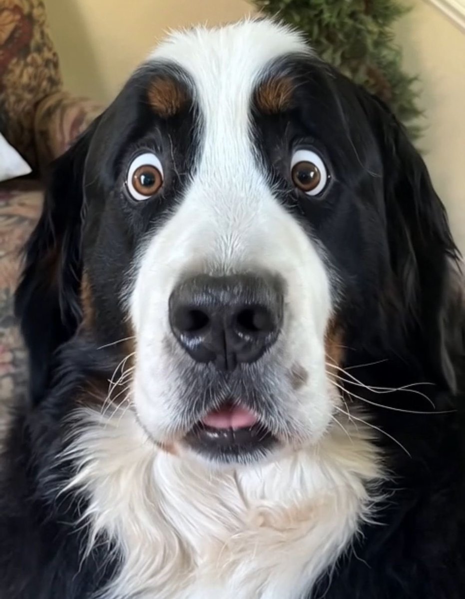 rappybara's tweet photo. carlos sainz as bernese dog/puppy, a thread (part 2) 🌶️🐶🍔🏁

#berneselos https://t.co/2dN5iKHzJU