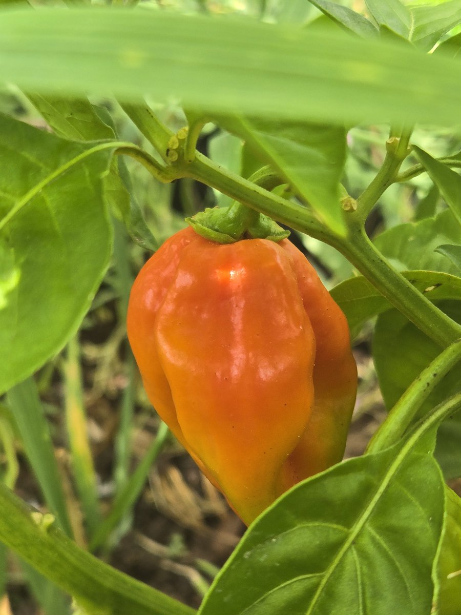 RealTalk8386's tweet photo. We did it!!!! 😃

Our first ever ripening Habanero peppers!!! https://t.co/LHd3UdzWpN