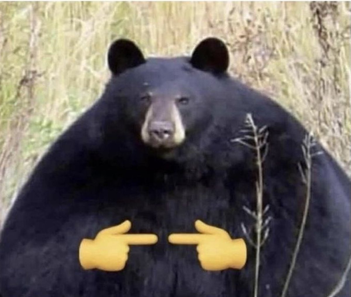 Bear1nCrisis's tweet photo. https://t.co/WHFsM53C5S