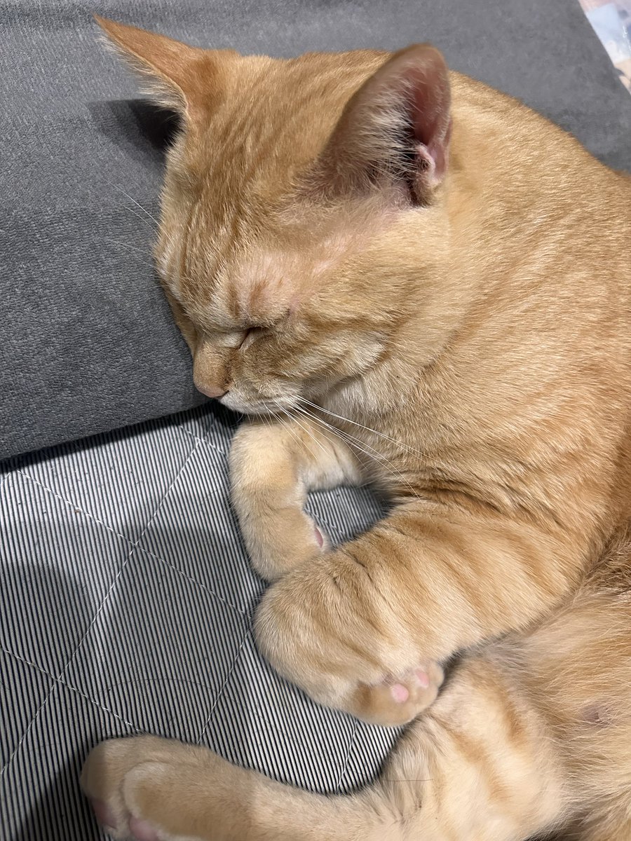 ningenhayuka's tweet photo. ねこさんねこさん、しりたたきにはまんぞくしてくれたかい？あとにんげんのまくらきもちいいかな？？

（枕の代わりにバスタオルを丸めはじめる人間） https://t.co/vvOazOgP35