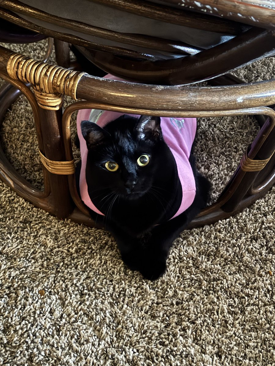 LaurenSheesley's tweet photo. First day of ET’s diet and she tried to take a chomp out of my jugular I hate this fat bitch https://t.co/J084H2AflT