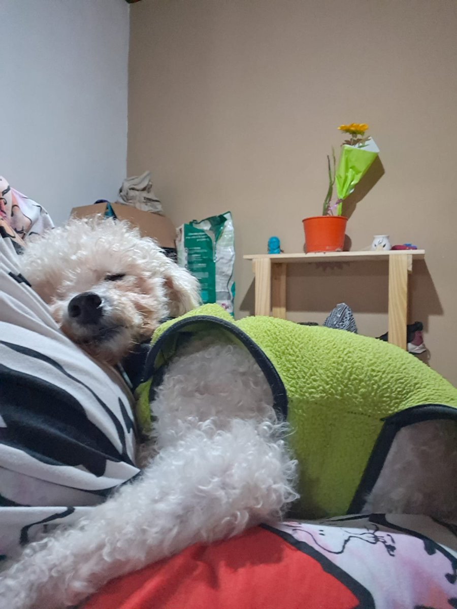 Ye94316774's tweet photo. Odin sigue esperando un hogar para siempre ♾️ 
Buscamos adopción responsable 🙏🏻 
Merlo Bs As 🇦🇷 
2204033578
Dejo mi cel, aunque los últimos 3 me boludearon 🤦🏻‍♀️ https://t.co/v35wpvhWtT