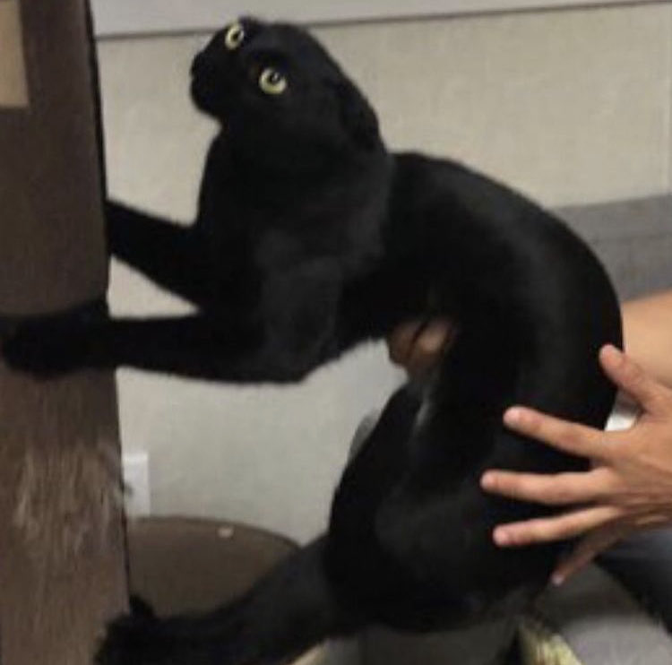 drmoonjoseo's tweet photo. cat moonjo https://t.co/x8zZZG5DCQ