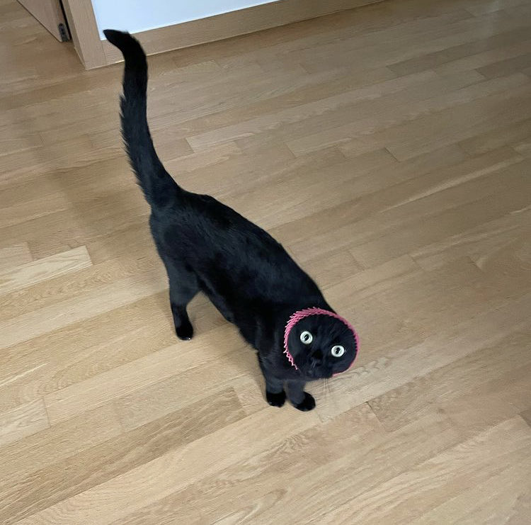 drmoonjoseo's tweet photo. cat moonjo https://t.co/x8zZZG5DCQ