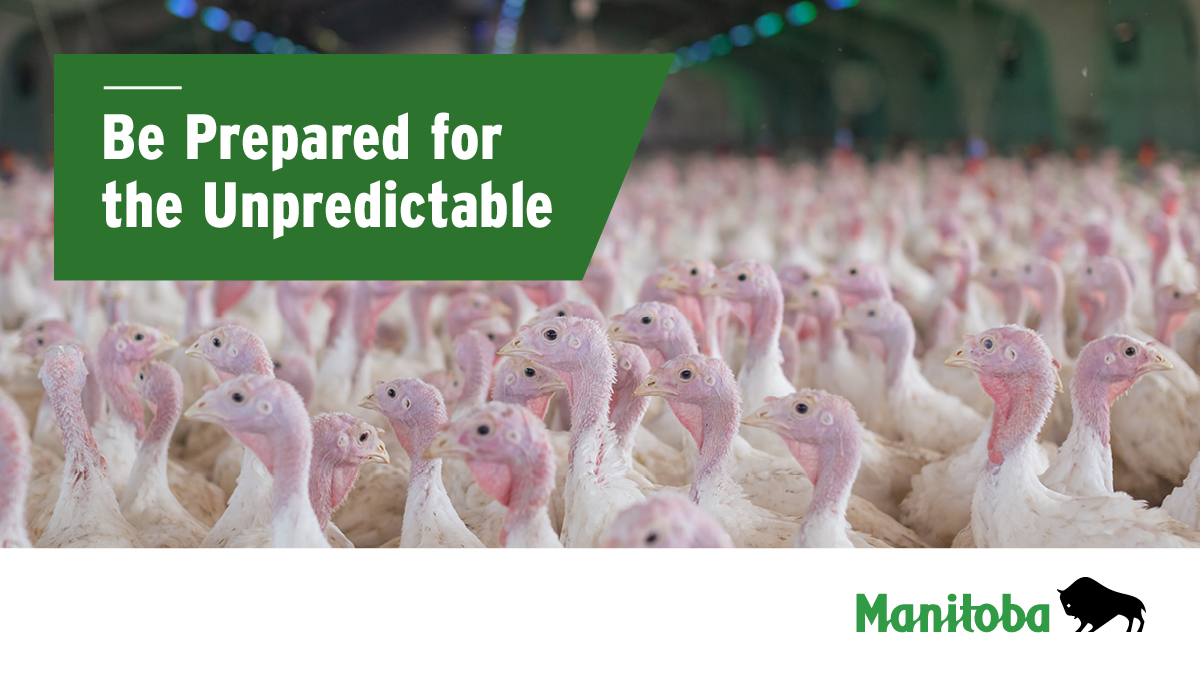 MBGovAg's tweet photo. Keep your birds healthy and protected. Strong biosecurity practices can help prevent the spread of avian influenza and reduce disease risks for your flock. Learn practical prevention tips at https://t.co/l7zb9aSSYC. #MBAg https://t.co/ipVJvlIPOc