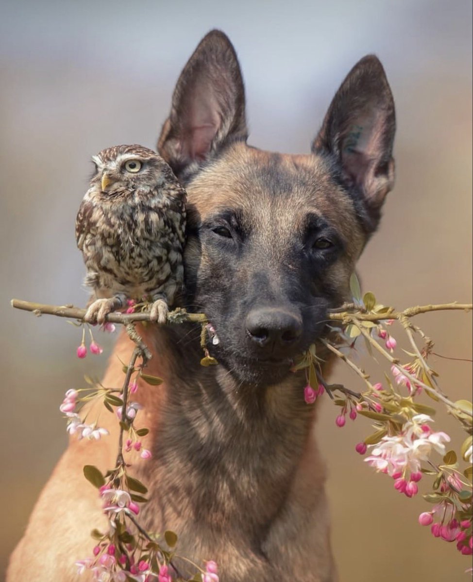 pmamtraveller's tweet photo. photographs showing an unlikely bond between Ingo, a Belgian Malinois, and Poldi, a small owl. Captured by German animal photographer Tanja Brandt https://t.co/rZC3ir69R1