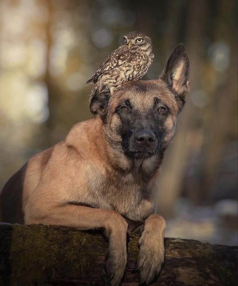 pmamtraveller's tweet photo. photographs showing an unlikely bond between Ingo, a Belgian Malinois, and Poldi, a small owl. Captured by German animal photographer Tanja Brandt https://t.co/rZC3ir69R1