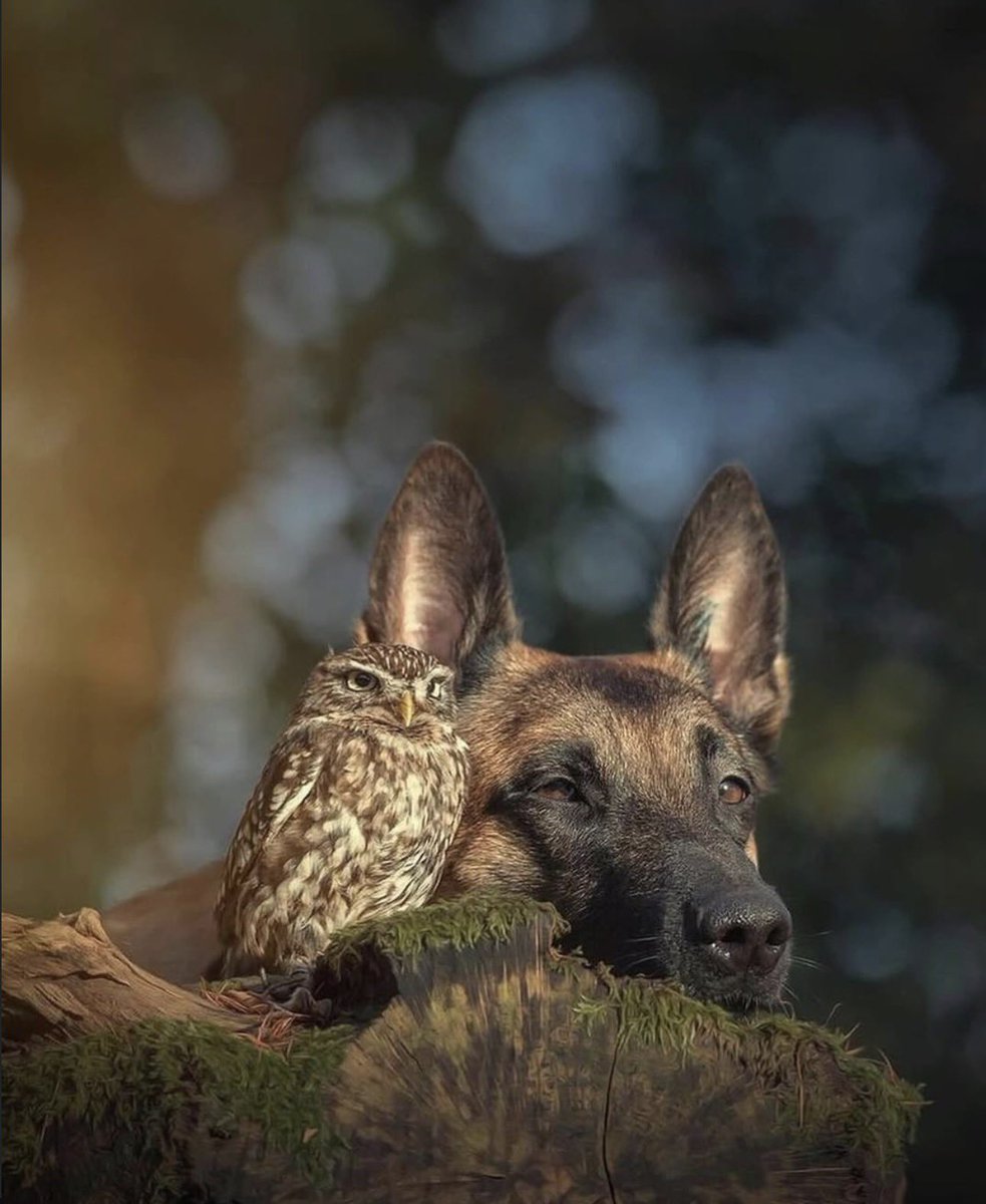 pmamtraveller's tweet photo. photographs showing an unlikely bond between Ingo, a Belgian Malinois, and Poldi, a small owl. Captured by German animal photographer Tanja Brandt https://t.co/rZC3ir69R1