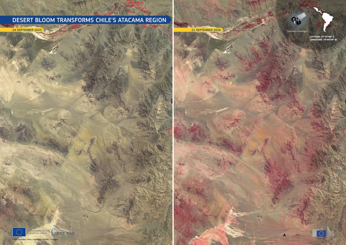 CopernicusEU's tweet photo. 🌸🏜️ The Atacama Desert 🇨🇱 is blooming!

After exceptional winter rainfall, dormant seeds &amp; bulbs have brought the rare Desierto Florido (“flowering desert”) back to life in 2026.

🛰️ #CopernicusEU Sentinel-2 #ImageOfTheDay reveal the dramatic change.

🔗 https://t.co/KXibcQhHJ2 https://t.co/EUuU3cduwT