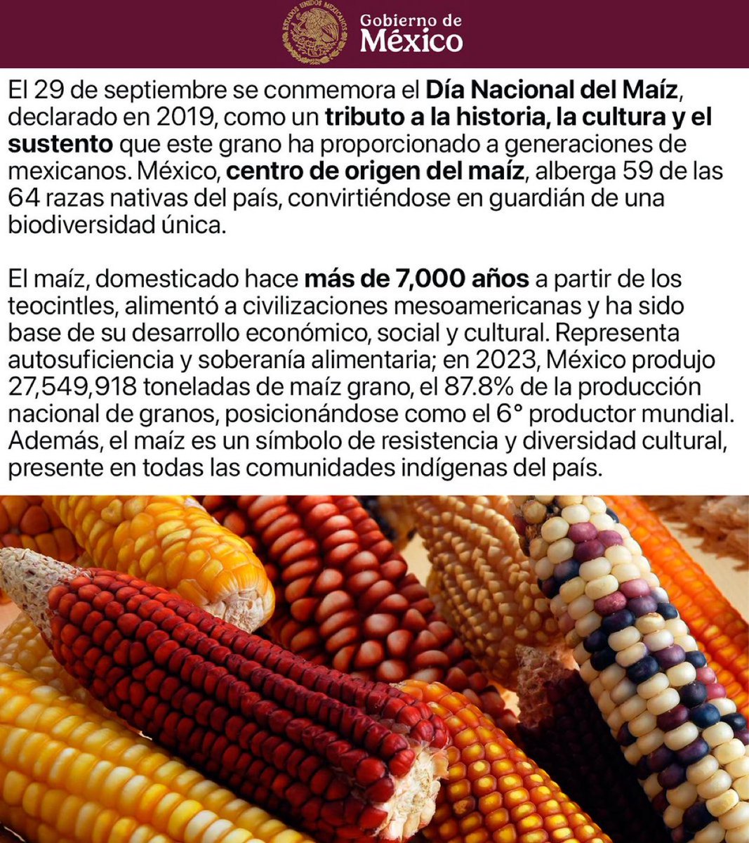 porktendencia's tweet photo. "Día Nacional del Maíz":
Porque hoy se conmemora esta fecha en México https://t.co/Ws2c8lTadA