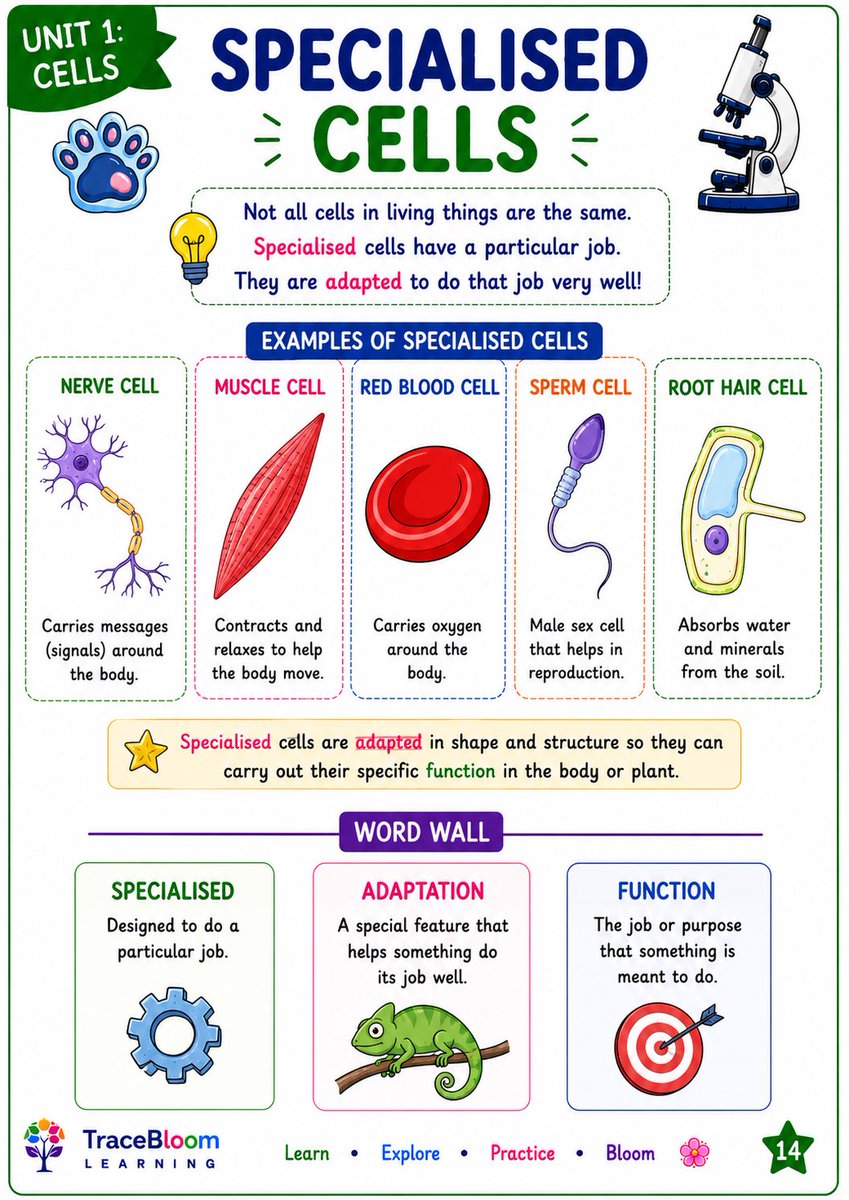 TracebloomL's tweet photo. Grade 7 Science: Cells

Explore plant cells, animal cells, specialised cells, tissues, organs and organ systems with this colourful 25-page workbook.

Cell structures
Specialised cells
Cells → tissues → organs
STEM challenge

Available on TES: https://t.co/hCCylDelZQ

#cells https://t.co/tBdCu8K6Iz
