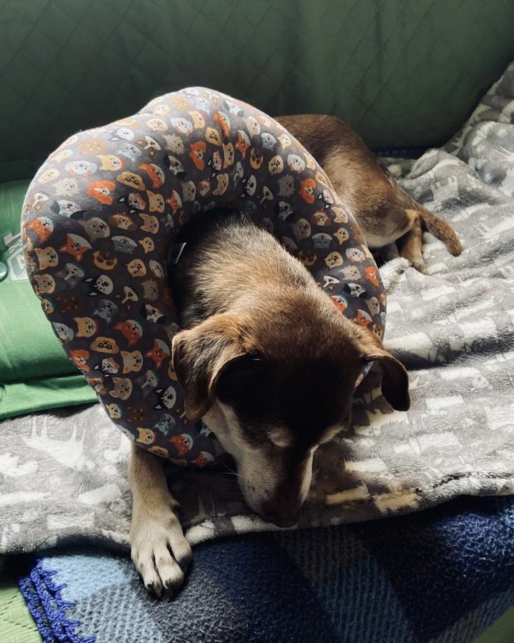 andreanimalidad's tweet photo. 📍Dosquebradas, Risaralda 
#LeyAngel

🏍️🐶 ¿Recuerdan a la señora que fue grabada arrastrando a un perrito, llamado Chocolate, al que luego abandonó? 

👏💪🏻 ¡Fue duramente SANCIONADA, gracias a las autoridades que aplicaron la #LeyAngel con rigor! 

1️⃣ Multa: 8 SMMLV → $14.007.240
2️⃣ Obligación de asistir a un curso de sensibilización sobre protección animal 
3️⃣ Prohibición de tenencia de animales.
4️⃣ Orden de pagar los gastos veterinarios y de manutención causados con la atención de Chocolate.
5️⃣ Decomiso (definitivo) de Chocolate, quien quedará en manos de su amorosa rescatista  
6️⃣ Anotación de la sancionada en el Registro Nacional de Medidas Correctivas (RNMC).

¡Todas, medidas creadas por nuestra maravillosa y justiciera #LeyAngel! ⚖️🐾

Gracias Alegato Juristas, inspector de policía Mario Fernando Chávez, Ángela rescatista y ahora mamá de Chocolate, concejal @elmandelosperro y comunidad animalista que respaldó el proceso ❤️

¡Unidos somos imbatibles! Viva #LeyAngel