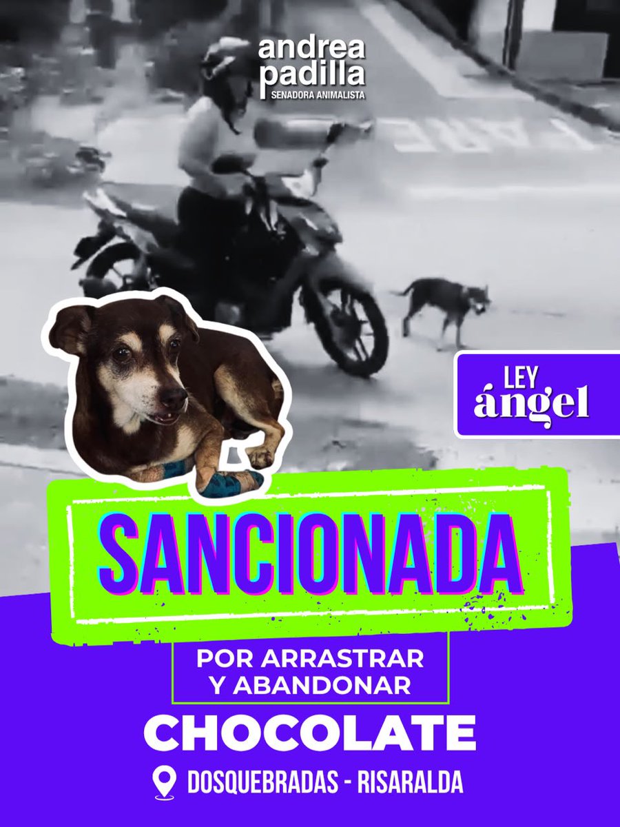 andreanimalidad's tweet photo. 📍Dosquebradas, Risaralda 
#LeyAngel

🏍️🐶 ¿Recuerdan a la señora que fue grabada arrastrando a un perrito, llamado Chocolate, al que luego abandonó? 

👏💪🏻 ¡Fue duramente SANCIONADA, gracias a las autoridades que aplicaron la #LeyAngel con rigor! 

1️⃣ Multa: 8 SMMLV → $14.007.240
2️⃣ Obligación de asistir a un curso de sensibilización sobre protección animal 
3️⃣ Prohibición de tenencia de animales.
4️⃣ Orden de pagar los gastos veterinarios y de manutención causados con la atención de Chocolate.
5️⃣ Decomiso (definitivo) de Chocolate, quien quedará en manos de su amorosa rescatista  
6️⃣ Anotación de la sancionada en el Registro Nacional de Medidas Correctivas (RNMC).

¡Todas, medidas creadas por nuestra maravillosa y justiciera #LeyAngel! ⚖️🐾

Gracias Alegato Juristas, inspector de policía Mario Fernando Chávez, Ángela rescatista y ahora mamá de Chocolate, concejal @elmandelosperro y comunidad animalista que respaldó el proceso ❤️

¡Unidos somos imbatibles! Viva #LeyAngel