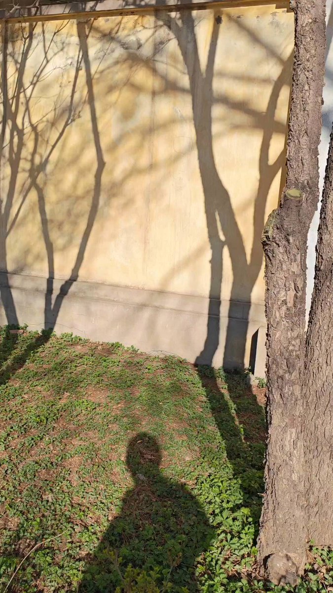 AmeeBradd's tweet photo. My morning routine used to be rushing to catch the bus with a sad takeaway coffee. Now I bike to the park, brew fresh tea and start my day with 20 mins of walking meditation—small shifts that make the whole difference. https://t.co/kLEuWVzpHc
