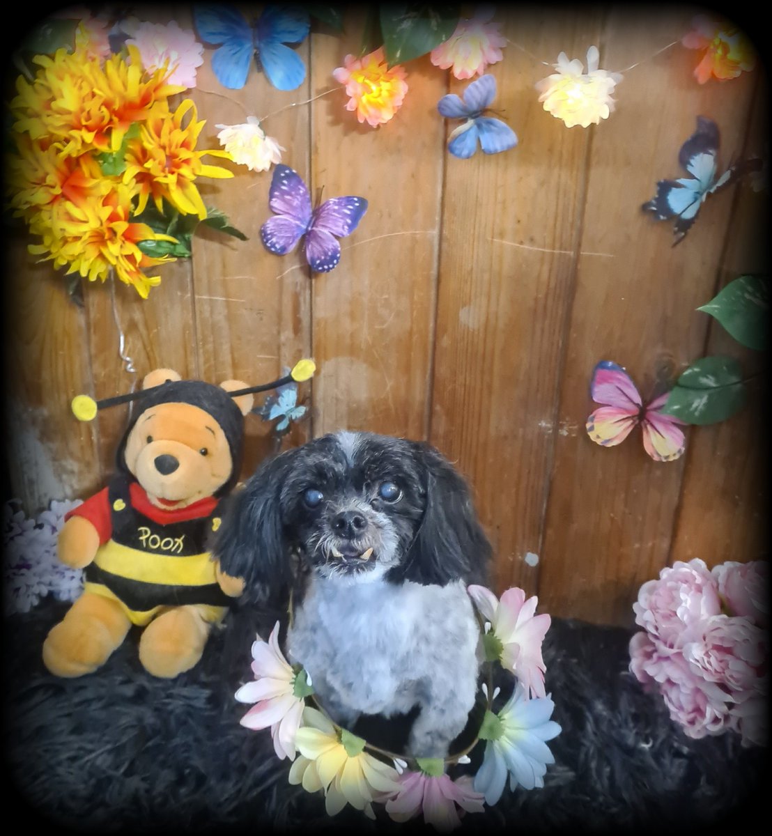 AgathaBaurvm0r's tweet photo. Peppa https://t.co/3lPiGcp0BV