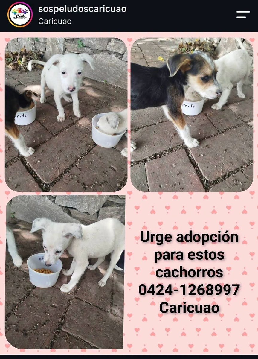 PerroUsuario's tweet photo. En adopción responsable https://t.co/3FFNQSfIRZ