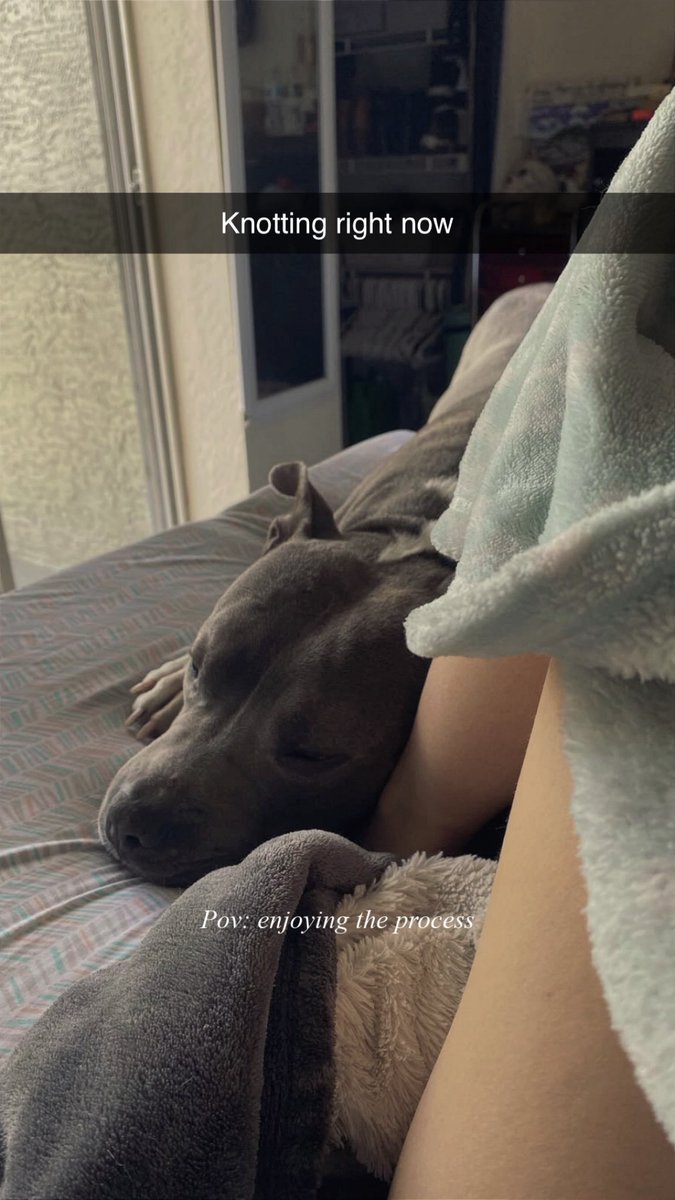 sammykvox8's tweet photo. #dogknotting #zooworld #zoophilia https://t.co/fdua6YLgpu