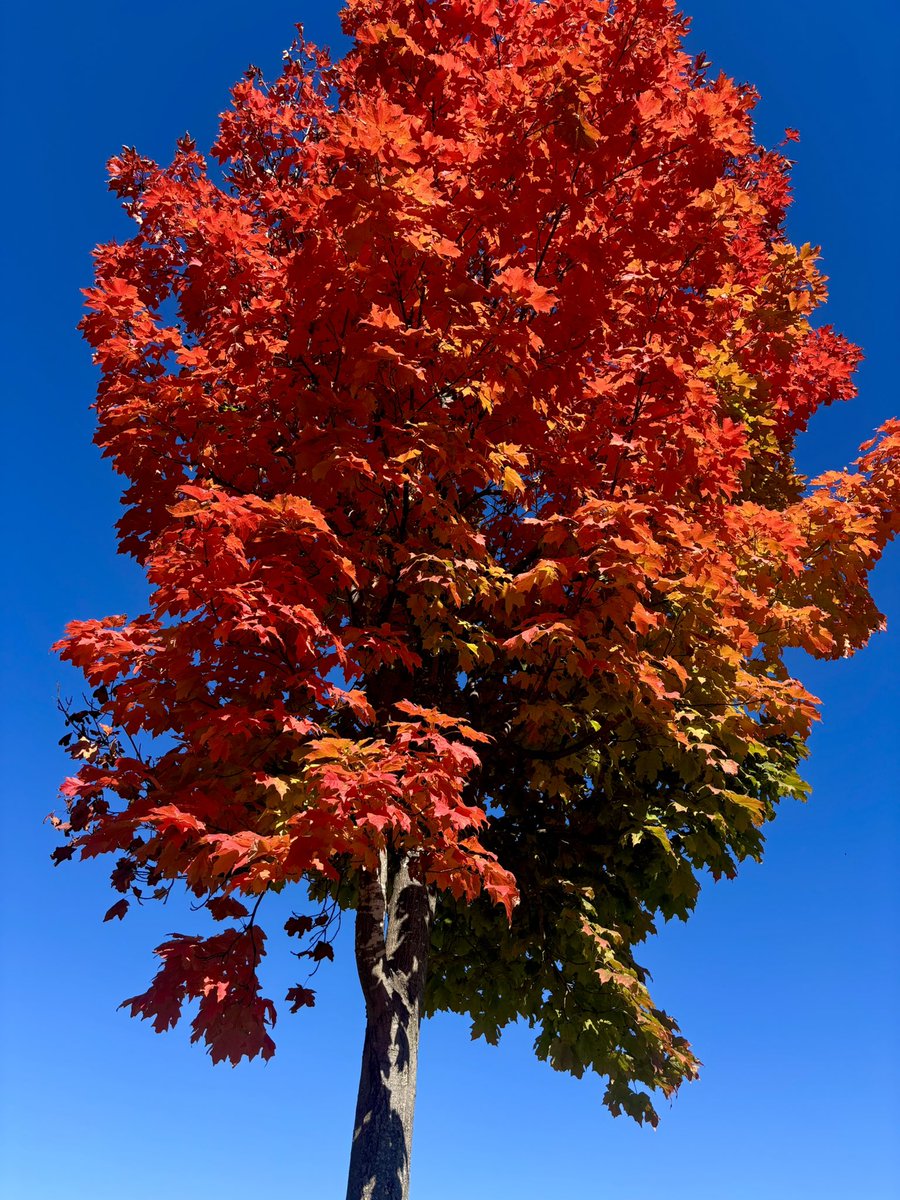 oddtreebanjo's tweet photo. i don’t know if i’ve ever seen the sky this blue https://t.co/lW77Neim1S