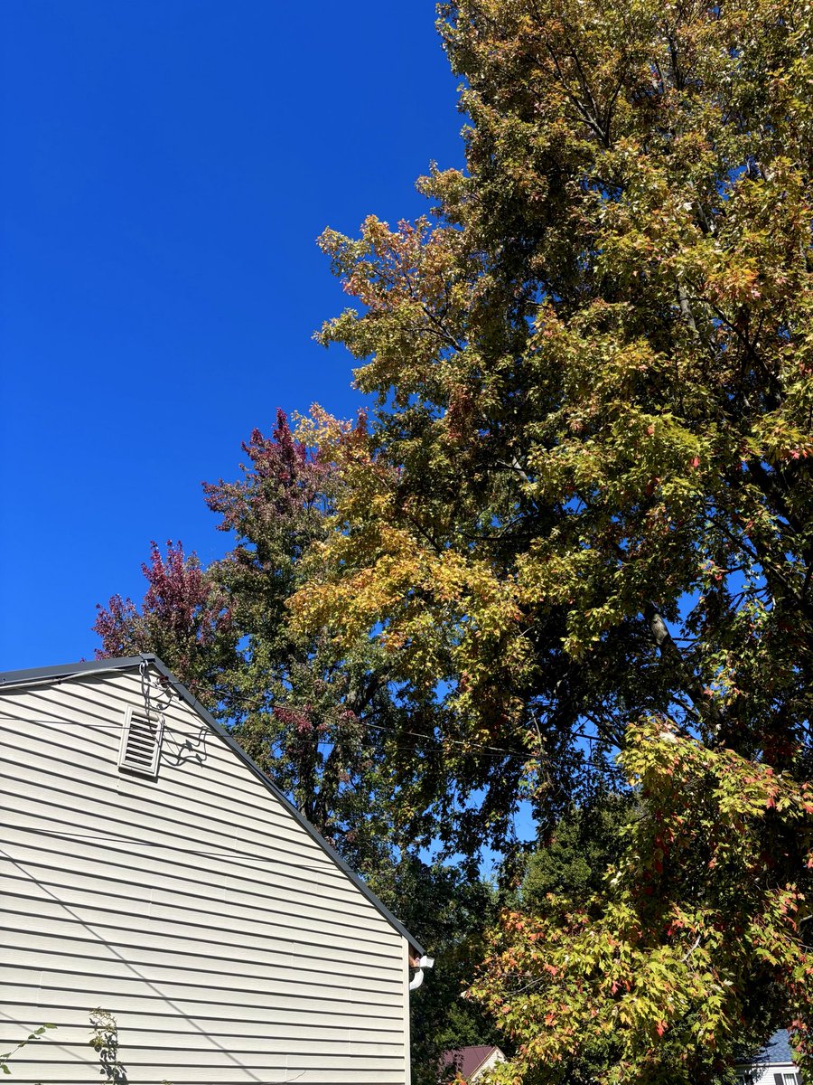 oddtreebanjo's tweet photo. i don’t know if i’ve ever seen the sky this blue https://t.co/lW77Neim1S