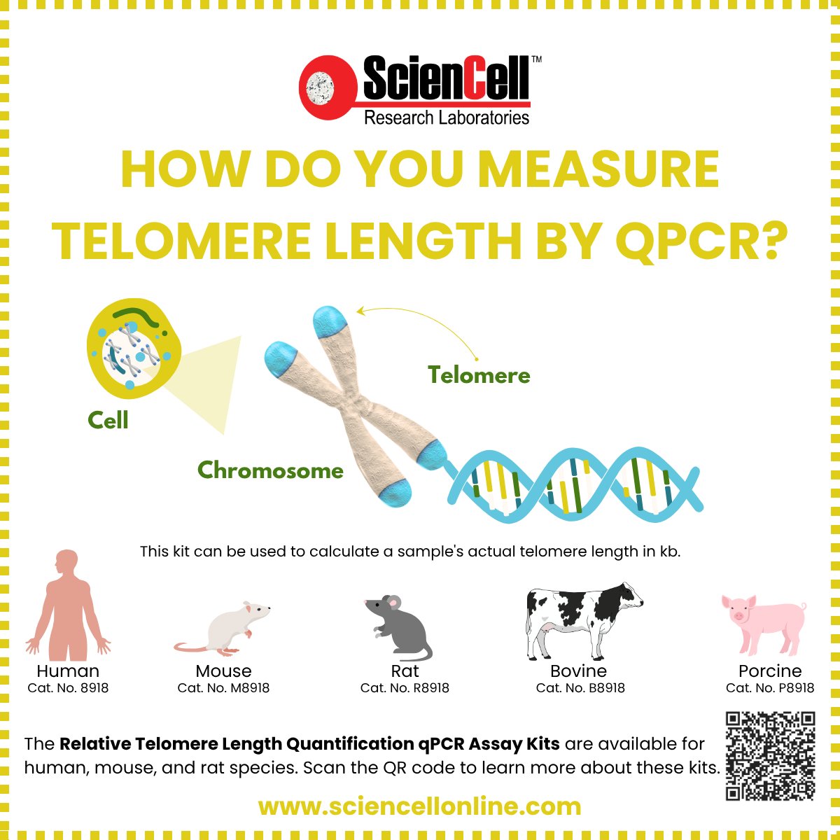 sciencell's tweet photo. 🧬 Measure telomere length with species-specific qPCR assays. 

ScienCell kits include reference genomic DNA with known telomere length. 

Available for human, mouse, rat, bovine, porcine &amp; more. #Telomeres #qPCR https://t.co/gPHSXoI1ru