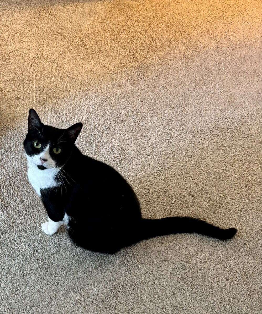 SophieMolly20's tweet photo. Happy #TuxieTuesday! Have a beautiful day! ~💕Sophie

#CatsOnTwitter #CatsOnX https://t.co/Fa78YB8NLW