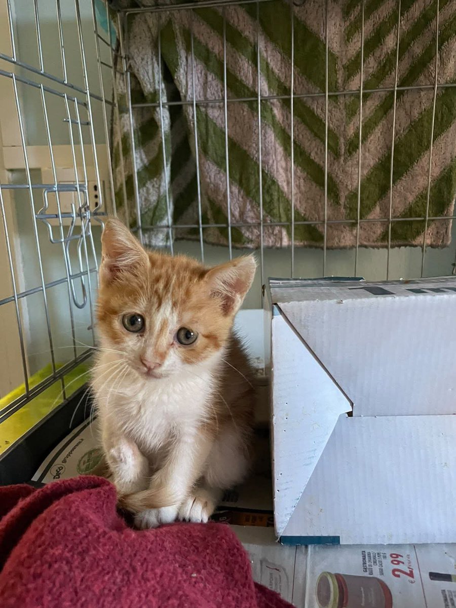 tiziana_55's tweet photo. MI CHIEDONO AIUTO PER LEI...
MI VIENE DA PIANGERE 😭😭A 
seguito di un incidente ,ero tutta dolorante,adesso sto bene. Betty 2 mesi e mezzo,cerco casa 

Sono a Catania...
Ma viaggio...
Solo adozione in casa in sicurezza ..

X info 3489148354 https://t.co/2UrqrRZw57