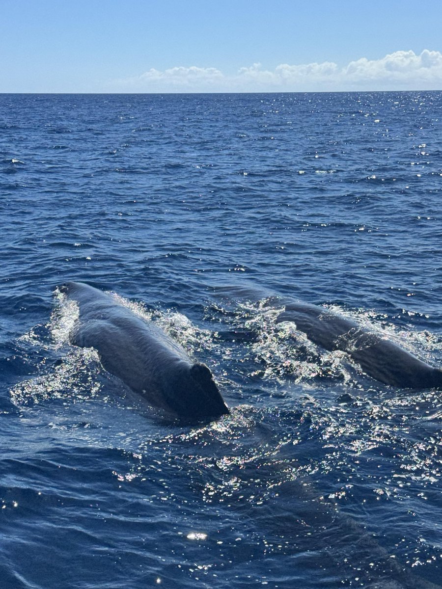 2533Poppy's tweet photo. クジラが見えました！🐋 https://t.co/zWKVZD0aei