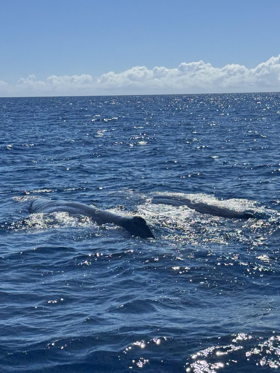 2533Poppy's tweet photo. クジラが見えました！🐋 https://t.co/zWKVZD0aei