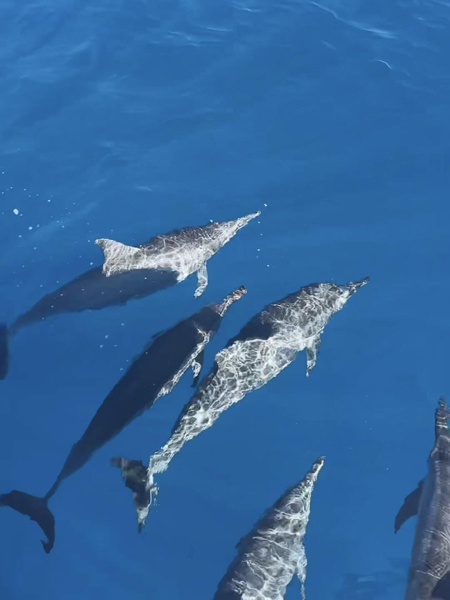 2533Poppy's tweet photo. クジラが見えました！🐋 https://t.co/zWKVZD0aei