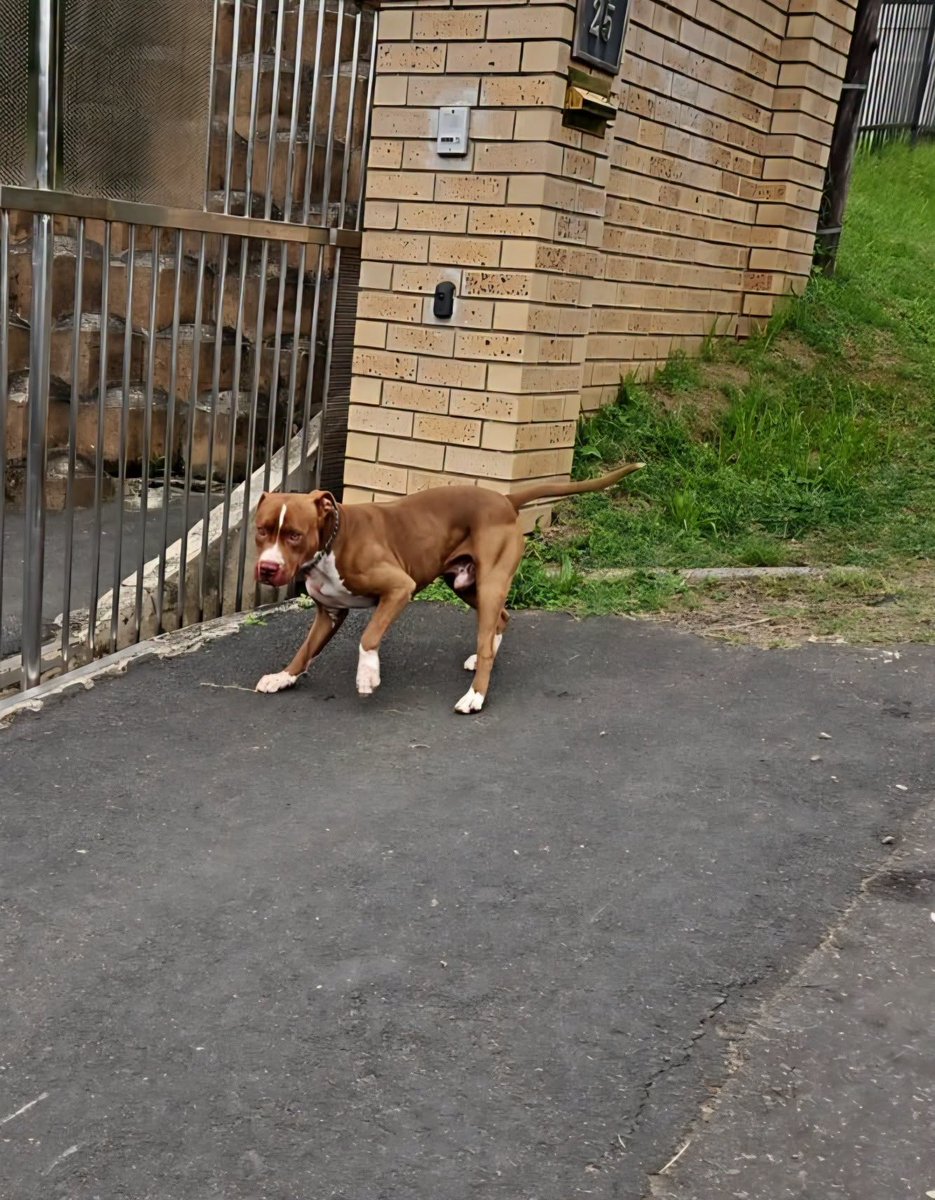 _ArriveAlive's tweet photo. A woman sustained serious injuries following a dog attack on Isom Road in the Greenwood Park area
https://t.co/Couq7GOEOv
#ArriveAlive #DogAttack https://t.co/y2PSlkPbEW