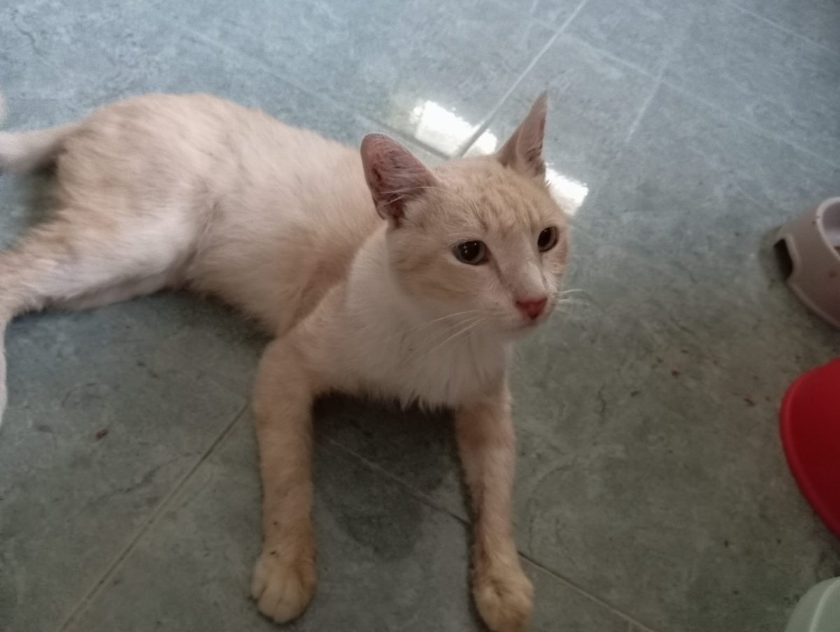 Solopar53137293's tweet photo. #Acollida #urgent o adopció solidària per Miquel. Aquest gatet va aparèixer fa 2 setmanes en una colònia de #Balaguer amb problemes bucals. És positiu a Immuno. Necessitem una acollida per la zona de #Lleida És un gatet abandonat i no pot tornar al carrer WhatsApp ☎️ 614 076 600 https://t.co/x5p5cZF9CI