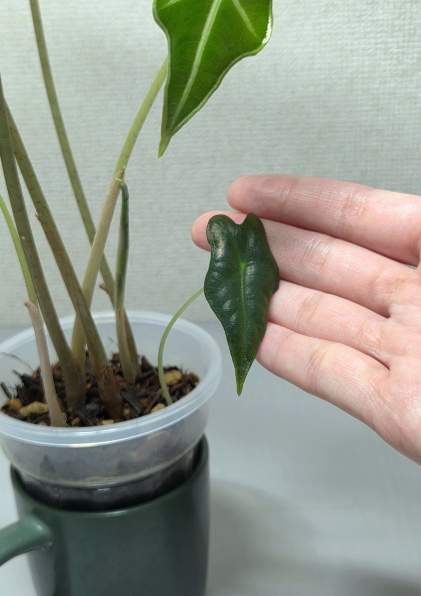 _kinchakumochi_'s tweet photo. Alocasia nobilis https://t.co/xDnqkXazjM