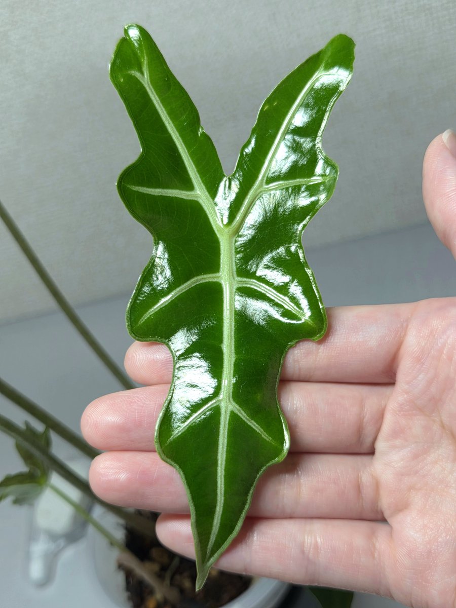 _kinchakumochi_'s tweet photo. Alocasia nobilis https://t.co/xDnqkXazjM