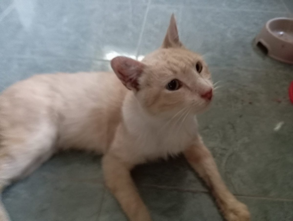 Solopar53137293's tweet photo. #Acollida #urgent o adopció solidària per Miquel. Aquest gatet va aparèixer fa 2 setmanes en una colònia de #Balaguer amb problemes bucals. És positiu a Immuno. Necessitem una acollida per la zona de #Lleida És un gatet abandonat i no pot tornar al carrer WhatsApp ☎️ 614 076 600 https://t.co/x5p5cZF9CI