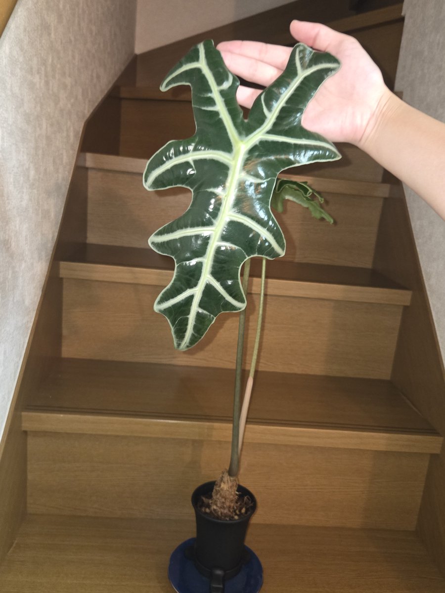 _kinchakumochi_'s tweet photo. Alocasia nobilis https://t.co/xDnqkXazjM