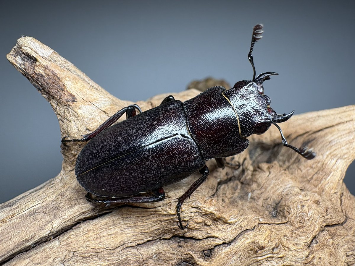 cerbeetle's tweet photo. ブログ更新しました。『ギラファホソアカクワガタ飼育記録2025-2026』

https://t.co/idO7DFSd4k

3サイクルの試行錯誤もこれで一旦形になりました。内容濃いめに仕上がっているのではないでしょうか！ https://t.co/ComwsjTSQR