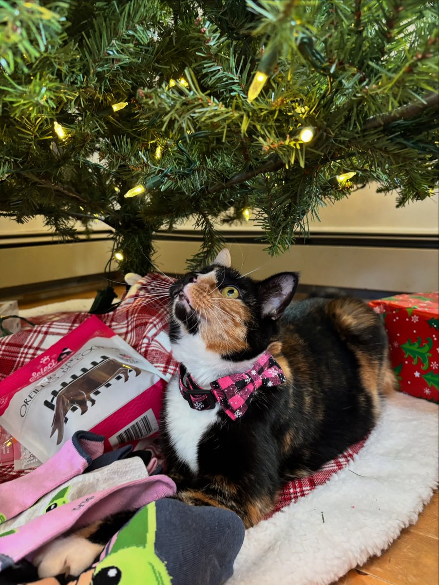 StaceeAlph8mjh's tweet photo. The countdown to Christmas is https://t.co/2eGinY8Szv