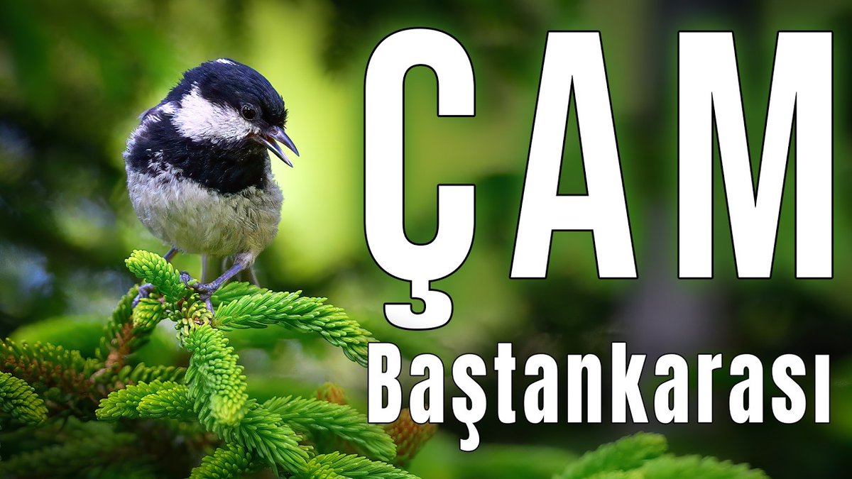 murat_saltik61's tweet photo. Ormanlarımızın neşesi, kibar ötüşlü, incecik sesli kuşu Çam Baştankarası'na biraz daha yakından bakmak ister misiniz?

İzlemek için tıklayınız.
https://t.co/sBeAQzNTIt https://t.co/W2OHEHYTZN