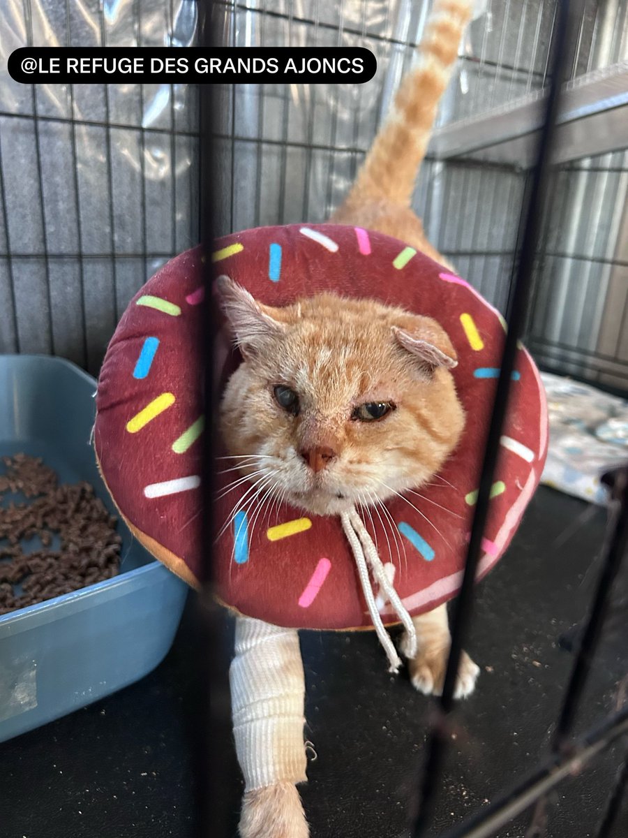 LAjoncs's tweet photo. 😹PAPYDOUX… l’a fallu lui remettre une collerette ! Mais celle-ci il la garde, ouf😹 https://t.co/j1sXgRguLq