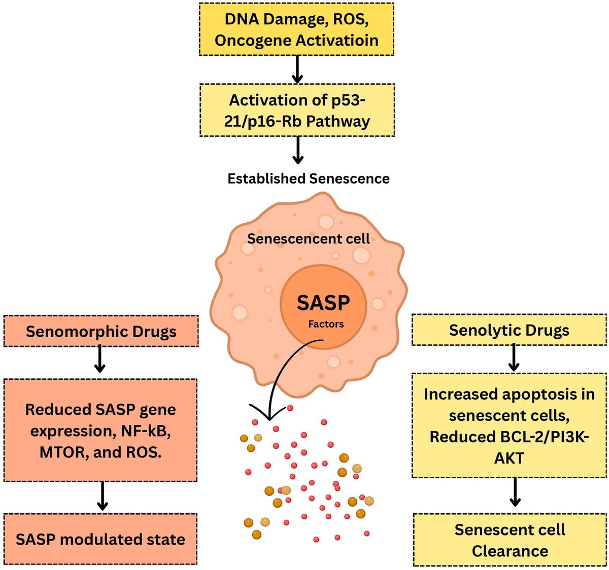 Wiley_CancerRep's tweet photo. Pallatt et al. reviewed mechanisms of senescence-associated secretory phenotype (SASP) induction, its condition-dependent roles in cancer, TME remodeling &amp; emerging strategies targeting senescent cells &amp; SASP signaling.
https://t.co/6RS9GOHD57
#CancerReports #Wiley https://t.co/M9QVfbIFBB