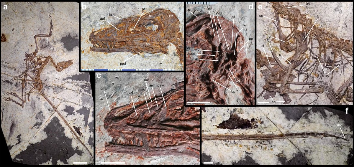 EDGE_Science_'s tweet photo. 🚨NEW STUDY DROP🚨

NEW Microraptorine described from a complete skeleton from Jiufotang Formation, Liaoning, China as Norellraptor. Even some feather impressions are preserved!

🎨: Midiaou Diallo (Zhongjianosaurus pictured) https://t.co/KOzhb1ez4W