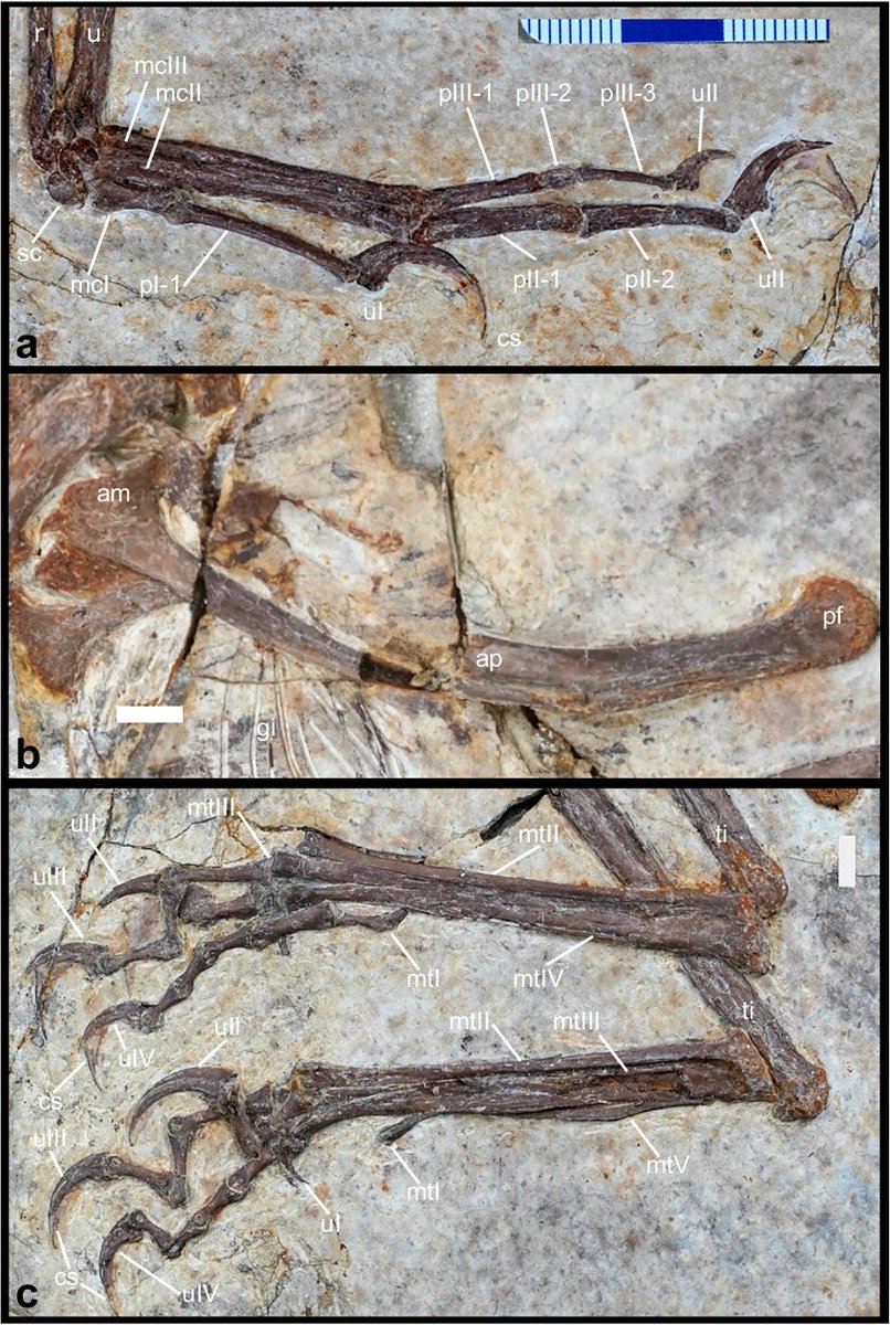 EDGE_Science_'s tweet photo. 🚨NEW STUDY DROP🚨

NEW Microraptorine described from a complete skeleton from Jiufotang Formation, Liaoning, China as Norellraptor. Even some feather impressions are preserved!

🎨: Midiaou Diallo (Zhongjianosaurus pictured) https://t.co/KOzhb1ez4W