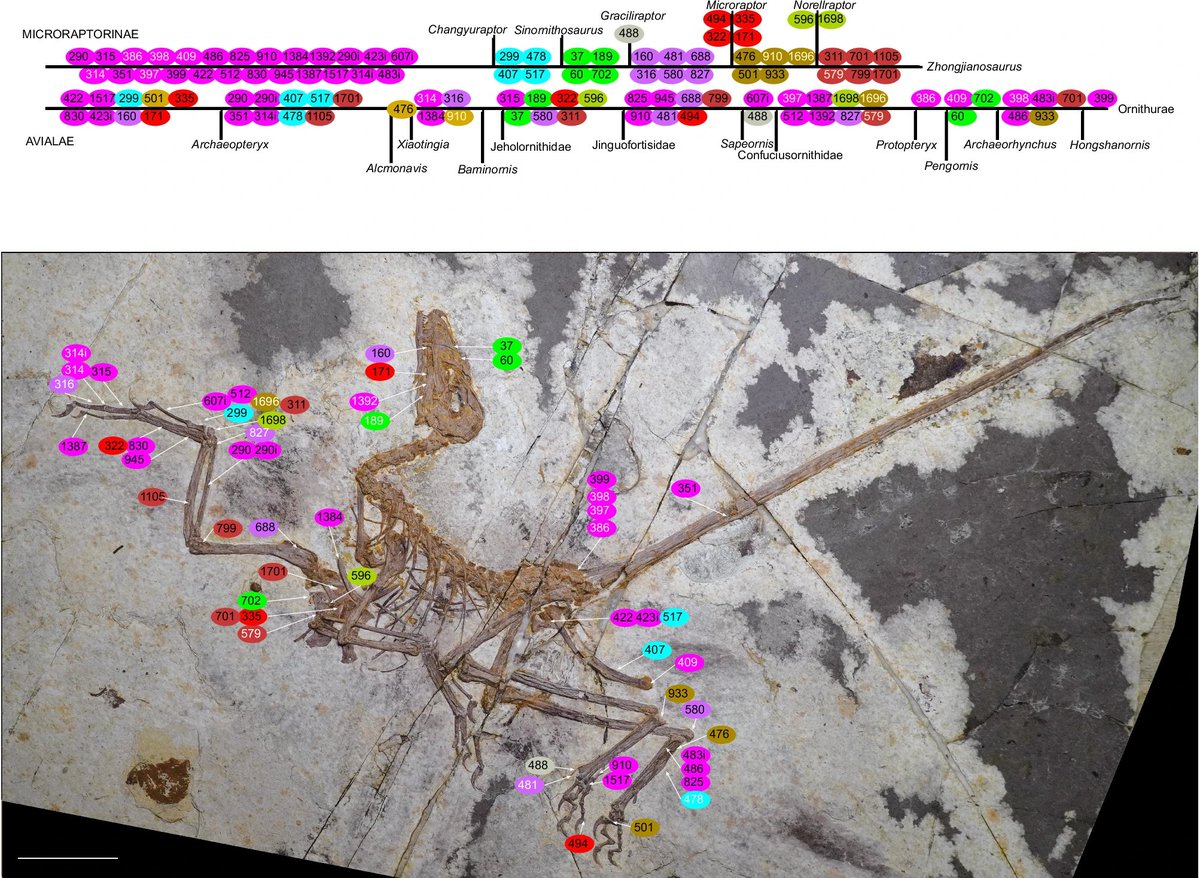 EDGE_Science_'s tweet photo. 🚨NEW STUDY DROP🚨

NEW Microraptorine described from a complete skeleton from Jiufotang Formation, Liaoning, China as Norellraptor. Even some feather impressions are preserved!

🎨: Midiaou Diallo (Zhongjianosaurus pictured) https://t.co/KOzhb1ez4W
