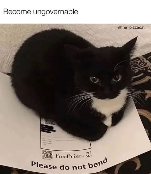 TweetsOfCats's tweet photo. https://t.co/39rFNsUzOH