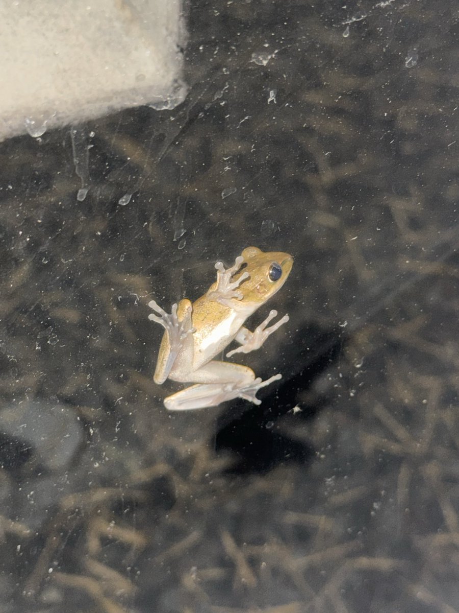 joshtradessss's tweet photo. Seeing a frog on my window for the first time since I live here. 

It’s really happening, the universe is on our side boys. base:0xa4a2e2ca3fbfe21aed83471d28b6f65a233c6e00 🐸 https://t.co/q7F88MNX0k